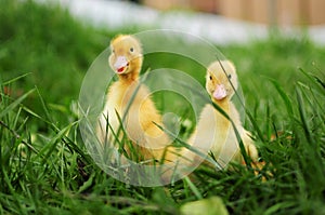 Baby ducks in spring grass photo