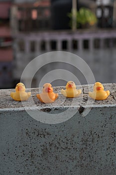 Baby ducks walking around