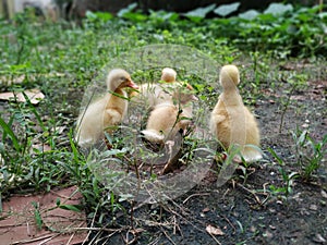 Baby ducks walking in group