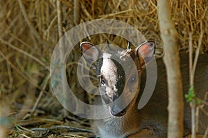 Baby Duiker sitting and resting