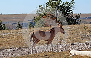 Baby Dun Foal on Sykes Ridge on BLM Bureau of Land Management land in the Pryor Mountains in Montana â€“ Wyoming