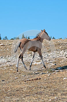 Baby Dun Foal on Sykes Ridge on BLM Bureau of Land Management land in the Pryor Mountains in Montana â€“ Wyoming