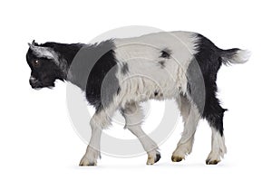 Baby Dutch landrace goat on white background