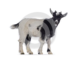 Baby Dutch landrace goat on white background