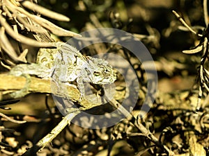 Baby Dwarf Chameleon