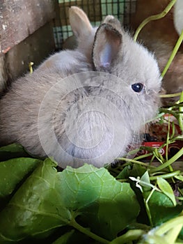 baby dwarf rabbit