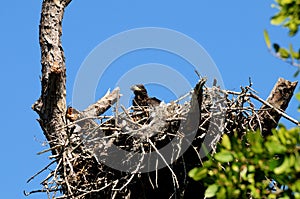 Baby eagle in the nest