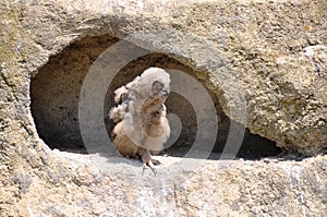 Baby eagle-owl