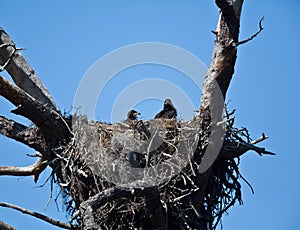 Baby Eagles