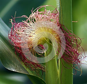 Baby ear of corn