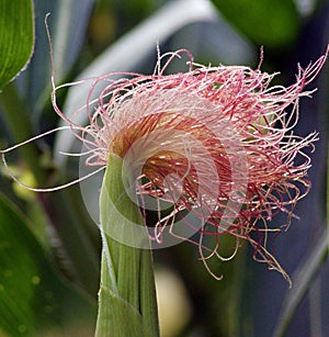 Baby ear of corn