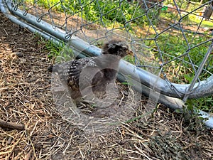 Baby Easter egger chick playing in the yard