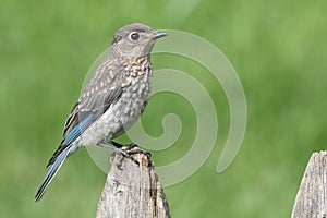 Baby eastern bluebird