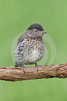 Baby Eastern Bluebird