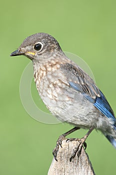 Baby Eastern Bluebird