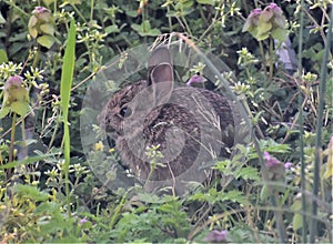 Baby Eastern Cottontail Rabbit Sitting in Wildflowers