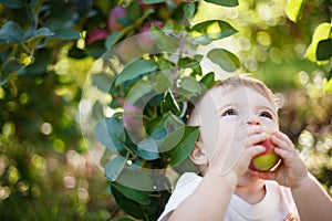 Baby eating an apple