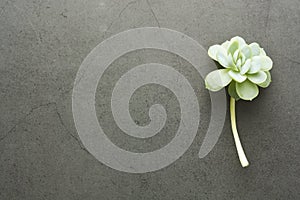 Baby echeveria succulent plant over dark background. Flat lay