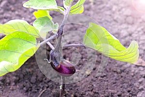 Baby eggplant growing on plant in garden or farm, closeup view.