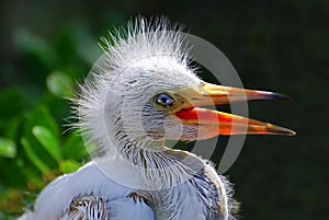 Baby Egret