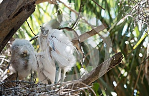 Baby Egrets in nest photo