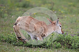 Baby Eland buck trying to stand up