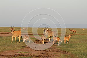 Family of elands with babies in the african savannah. photo