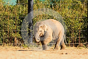 Baby elefant. Dublin zoo. Ireland.