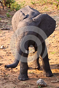 baby Elephant