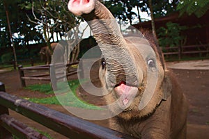 Baby elephant photo