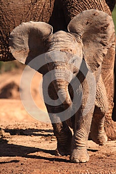 Baby Elephant photo