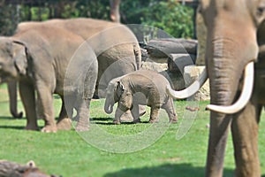 The baby elephant