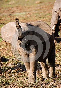Baby elephant acting tough