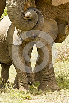 Baby elephant affection