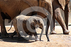 Baby Elephant After Bath
