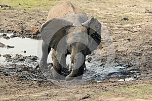 Baby elephant bathing in the mud