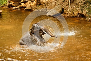Baby Elephant bathing in the river - Thailand-2