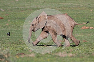 Un bambino un elefante un uccello 