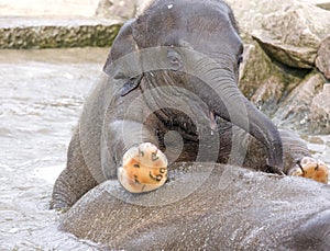 Baby elephant calf in water