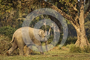 Dítě slon v nepál 