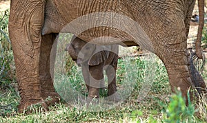 Baby elephant is close to his mother. Africa. Kenya. Tanzania. Serengeti. Maasai Mara.