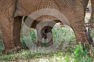 Baby elephant is close to his mother. Africa. Kenya. Tanzania. Serengeti. Maasai Mara. photo