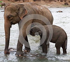 Baby elephant drinking from mother