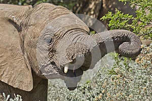 Baby elephant eating