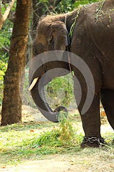 A Baby Elephant eating grass. closeup.