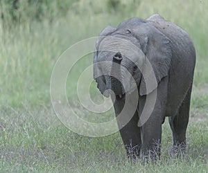 Baby Elephant, eating grass