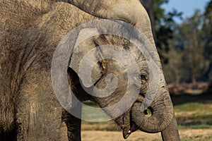 Baby Elephant Eating Leaves