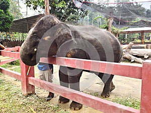 Baby elephant eating sugarcane