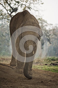 Baby elephant in the Elephant Breeding Centre, Sauraha, Nepal