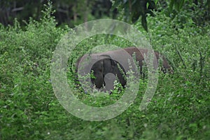 Baby Elephant / Elephant Calf - Udawalawe National Park, Sri Lanka.